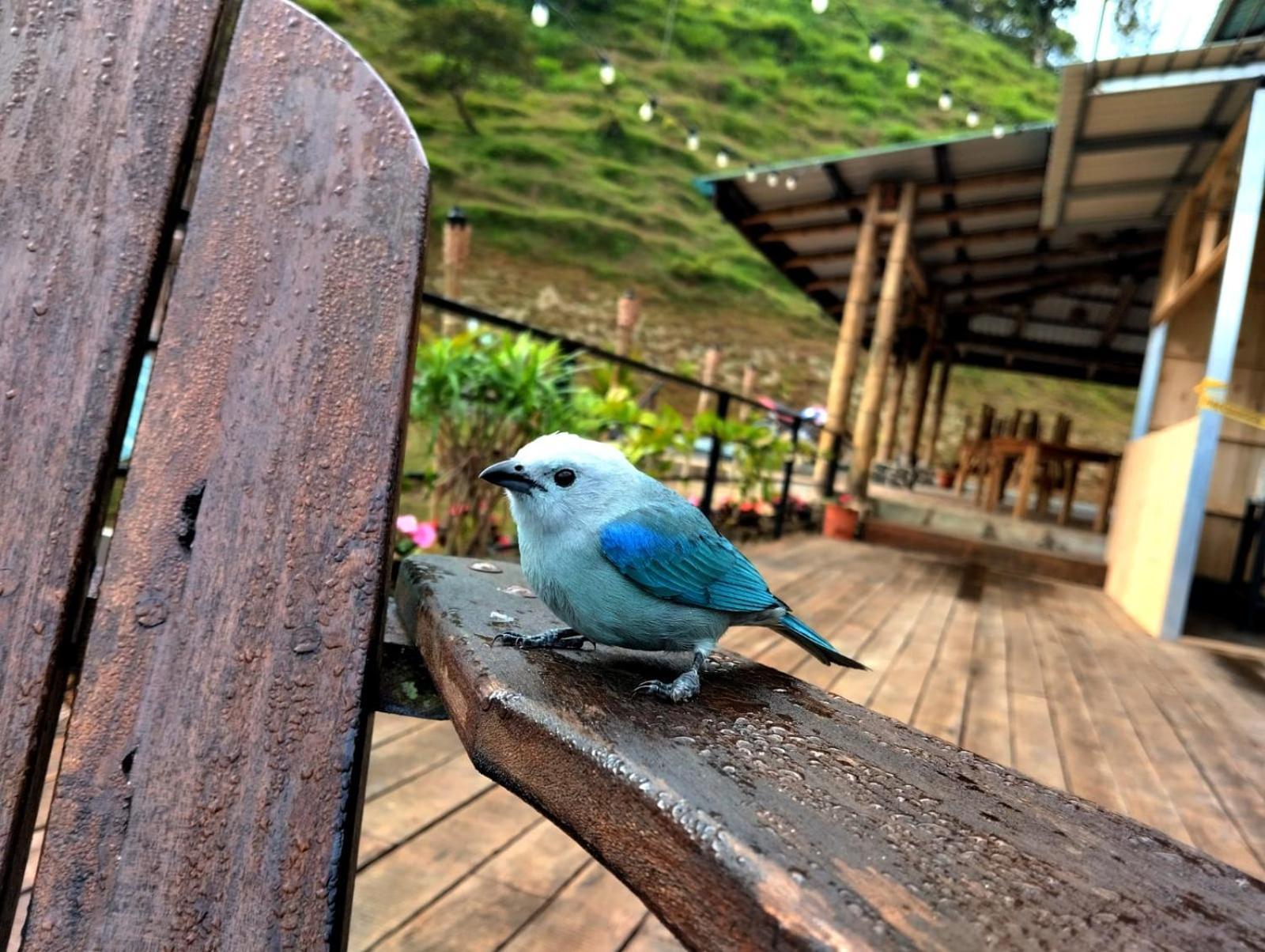 Hotel Rivel - Restaurant & Nature Retreat Turrialba Esterno foto