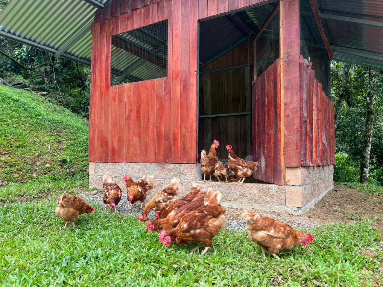 Hotel Rivel - Restaurant & Nature Retreat Turrialba Esterno foto
